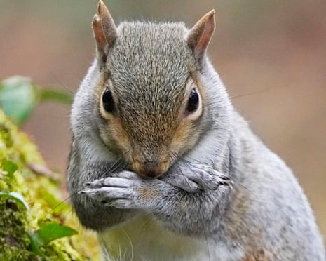 Grey squirrel