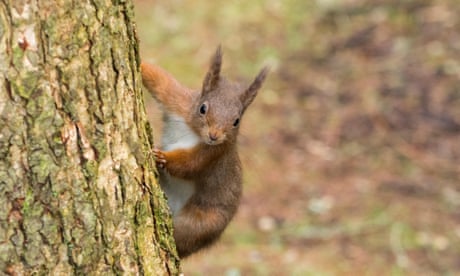 A red squirrel clinging to tree trunk near Hawes  in the Yorkshire Dales, UK.